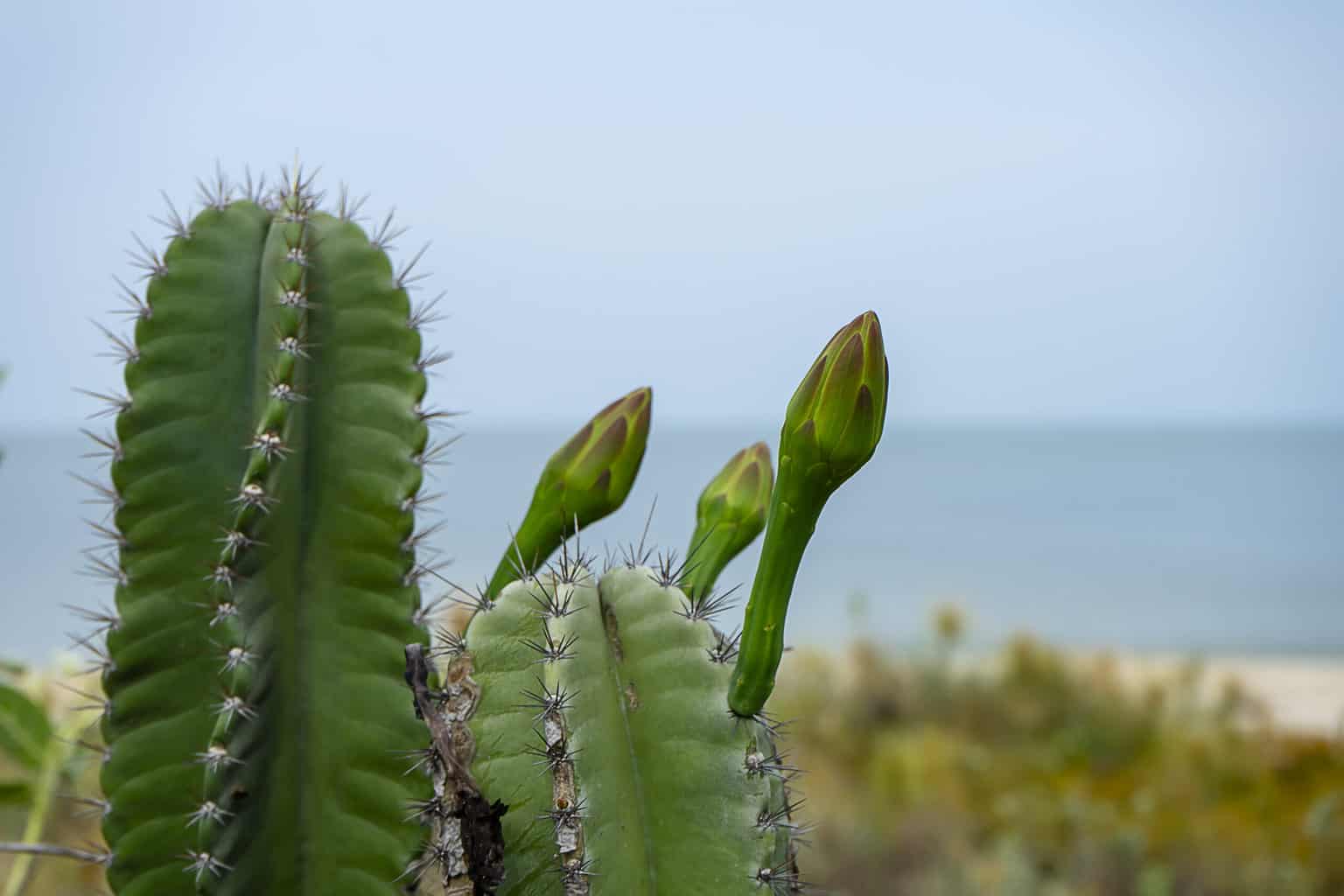 Peruvian Cactus