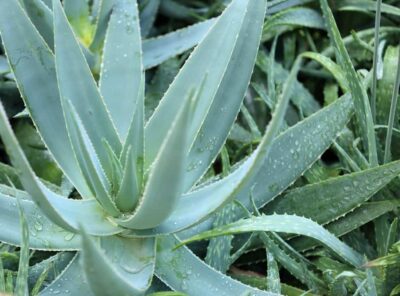 Aloe Arborescent – Aloe Plant