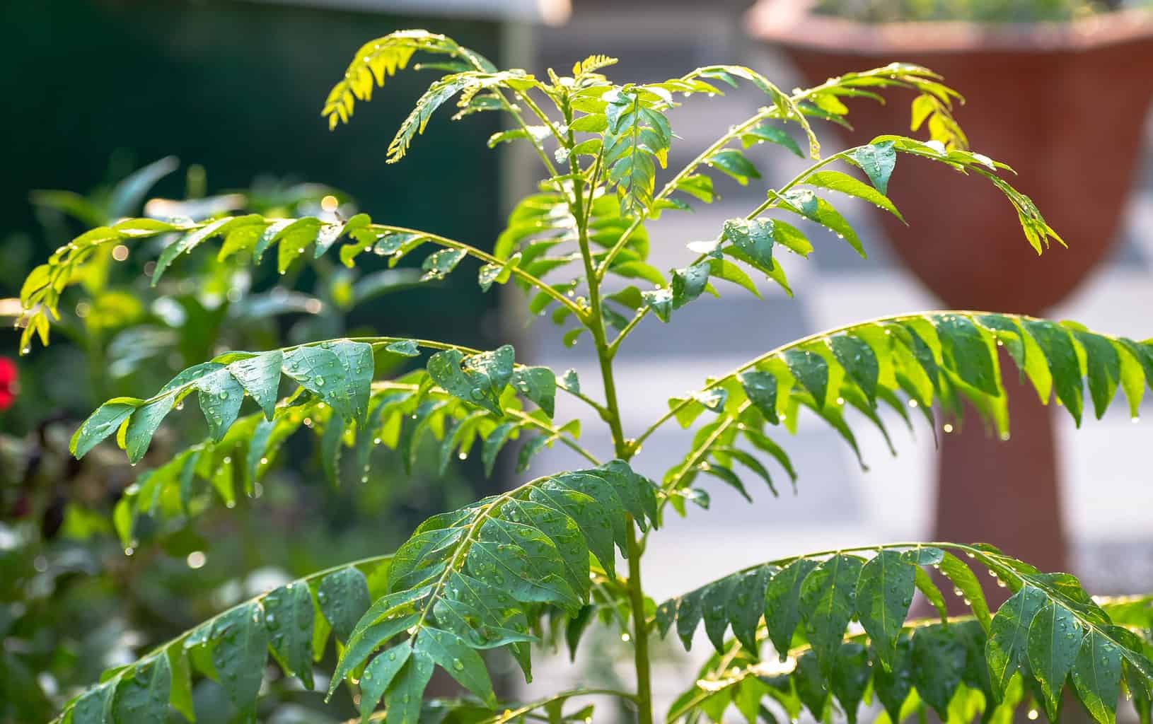 Curry Leaf Plant Pest Management and Fertilizer Recommendations