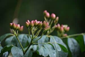 How to Grow, Transplant, and Prune Curry Leaf Plant