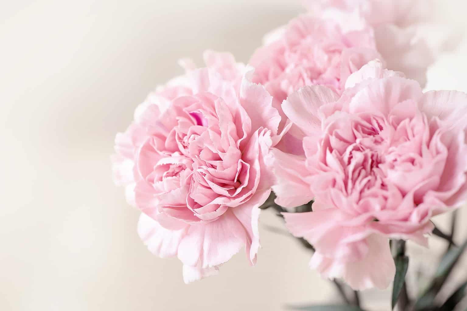 Clove Pink or Carnation