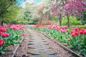 Gardening Tips For Beginners