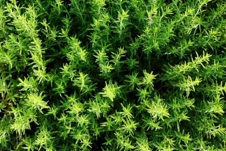 Thyme Plant – Evergreen Plant