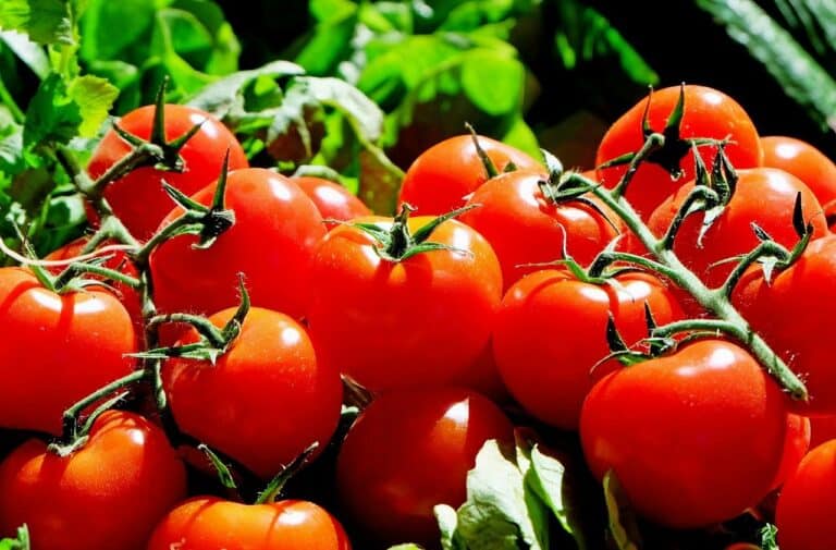 Getting Started With Growing Tomatoes