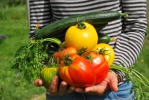 The Top 10 Tips for Starting a Vegetable Garden