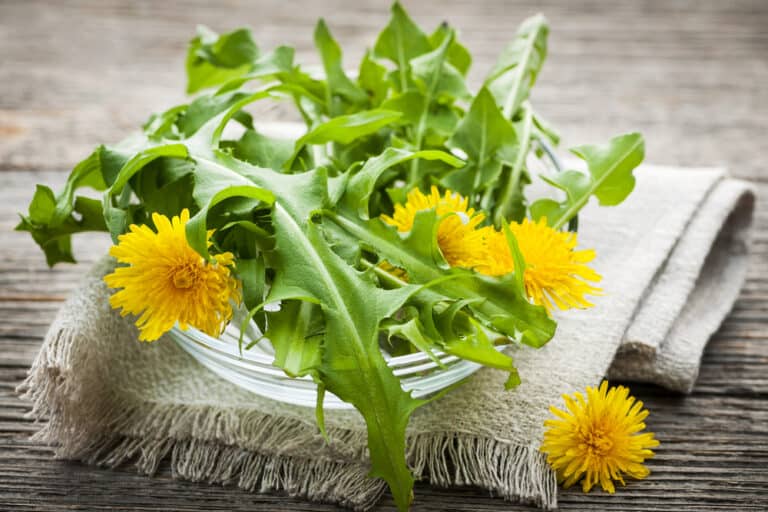Dandelion: More Than a Common Weed