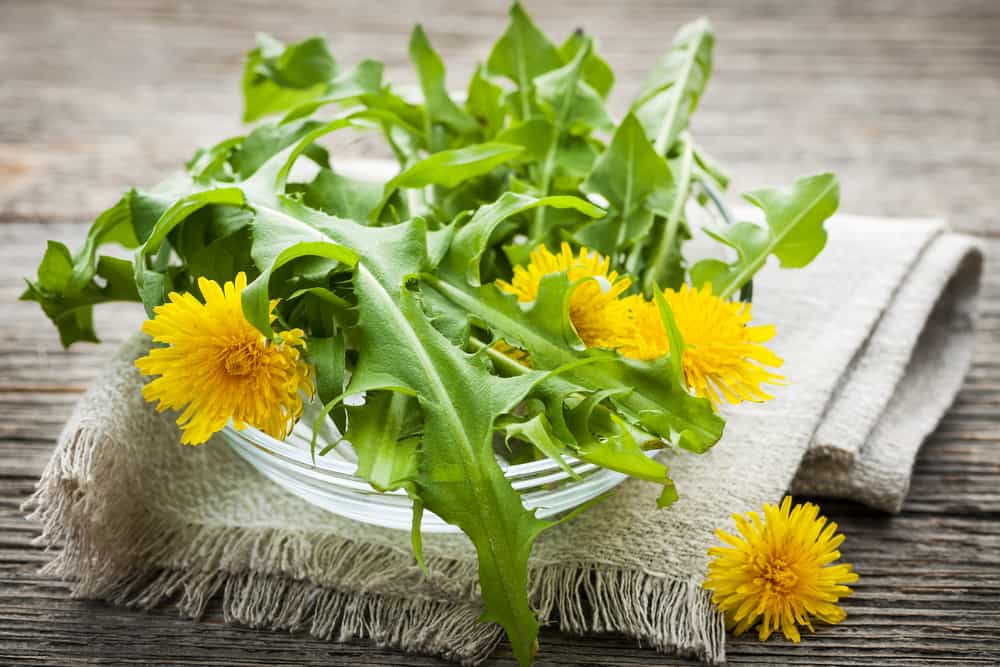Dandelion: More Than a Common Weed