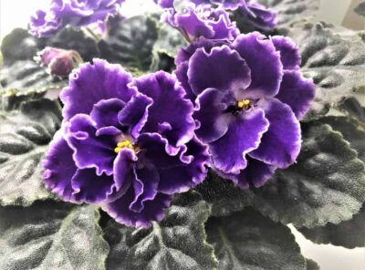 The Blooming Periods for the African Violets￼
