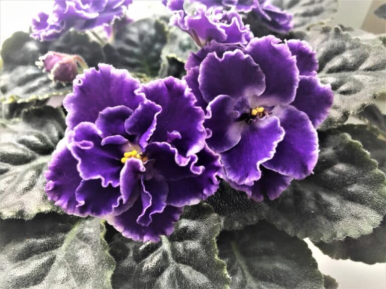 The Blooming Periods for the African Violets