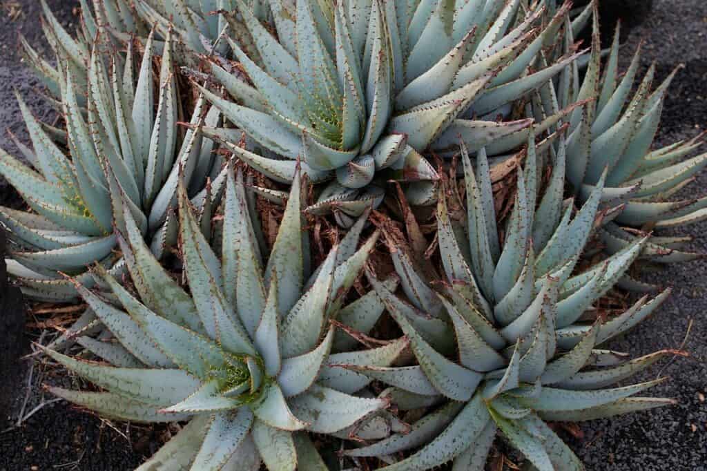 Aloe Vera Plant