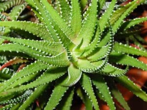 Aloe Brevifolia – Aloe Plant