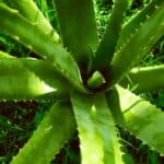 Aloe Vera - Cultivation and Gardening