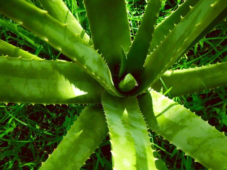 Aloe Vera – Cultivation and Gardening