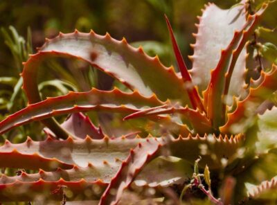 Aloe Plant - Aloe Vera