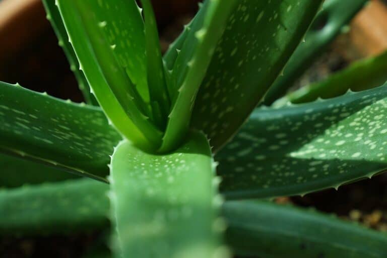 Aloe Erinacea – Plant Aloe