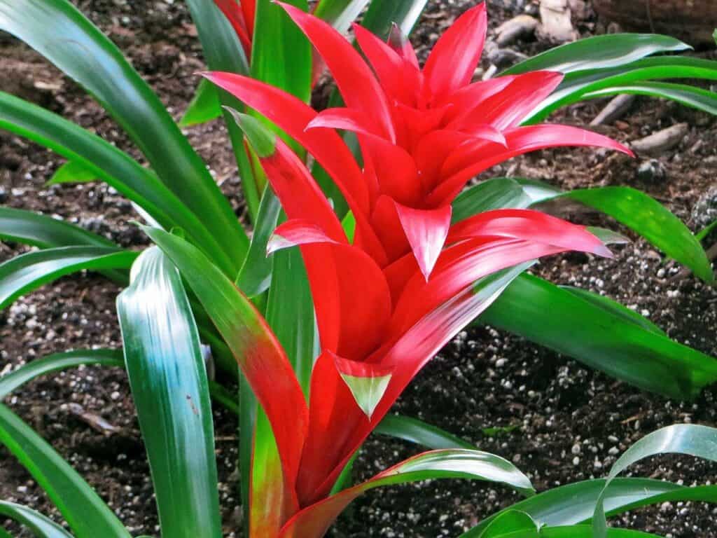 Are Bromeliads Safe for Cats?