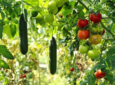 7 Secrets For A High-Yield Vegetable Garden