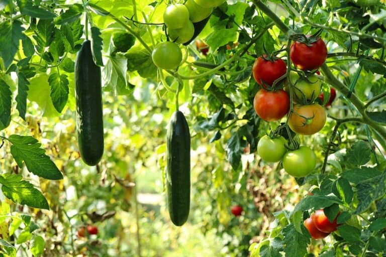 7 Secrets For A High-Yield Vegetable Garden