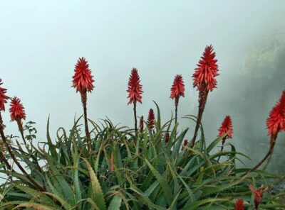 Aloe Flower - History and Origin