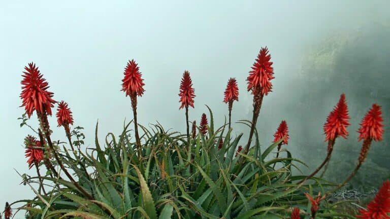 Aloe Flower – History and Origin
