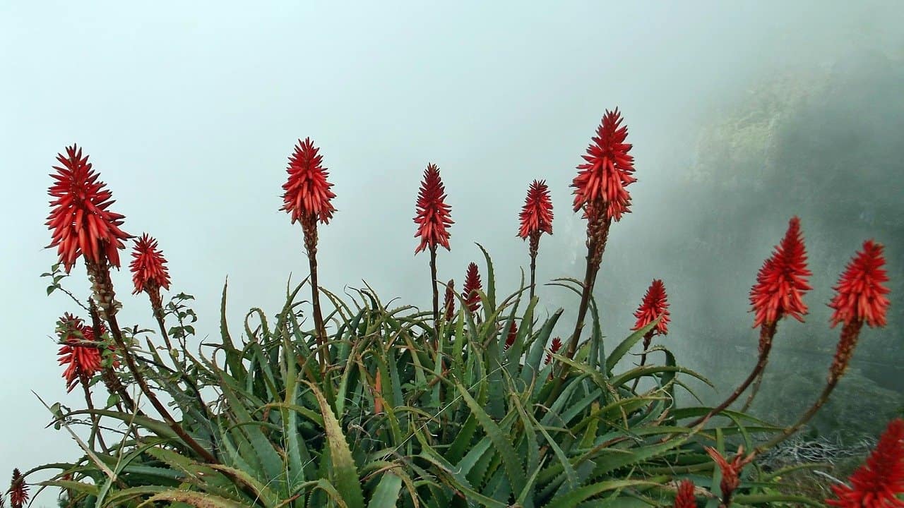 Aloe Flower - History and Origin