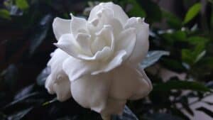 What to Plant in Your Yard: Gardenia or Jasmine?