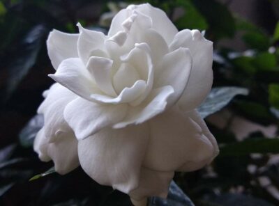 What to Plant in Your Yard: Gardenia or Jasmine?
