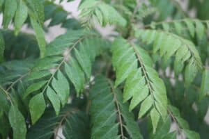 Curry Leaf Plant
