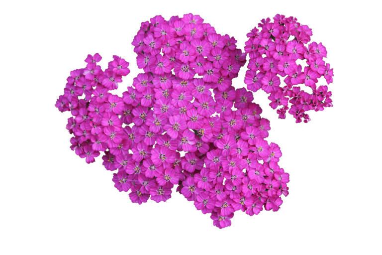 Yarrow – A Resilient Orchard Plant And Herbal Helper