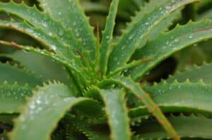 Aloe Vera - Tips for Cutting and Transplanting