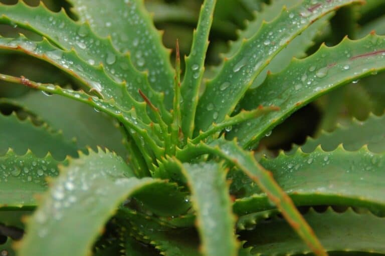 Aloe Vera – Tips for Cutting and Transplanting