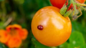 How To Keep Aphids Off Of Cherry Tomatoes