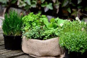 Perennial Herbs Varieties