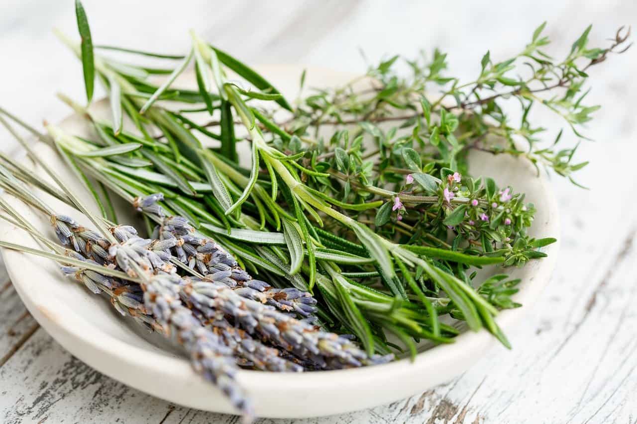 How to Grow and Care for Rosemary Plants