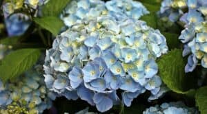 Oakleaf Hydrangea Shrub