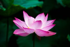 How Do Lotus Flowers Grow