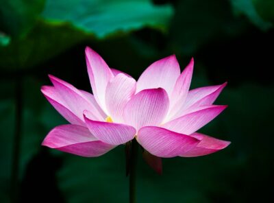 How Do Lotus Flowers Grow