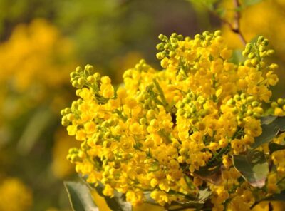 What is Mimosa Plant Used For?