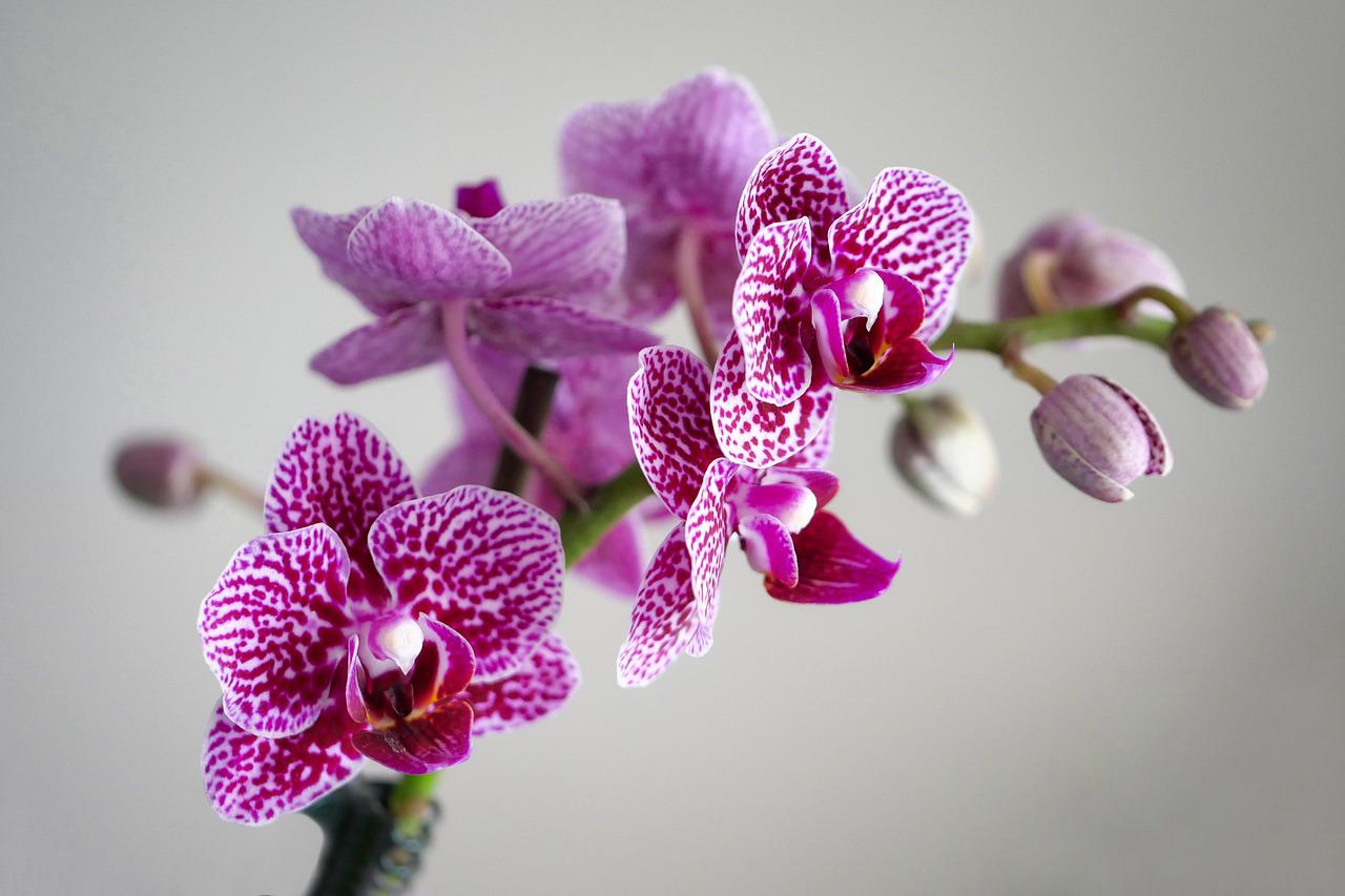 How To Care For Orchids After Flowering