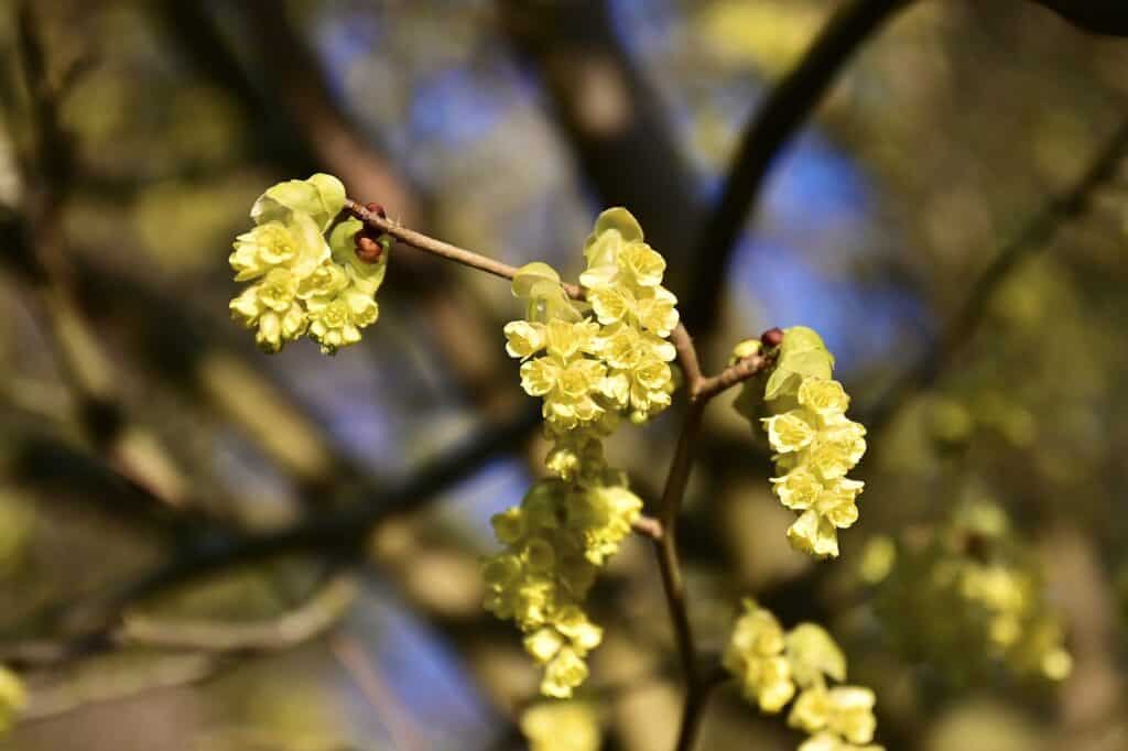 Lindera Benzoin Branch Tree