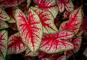 How to Plant Caladium Bulbs