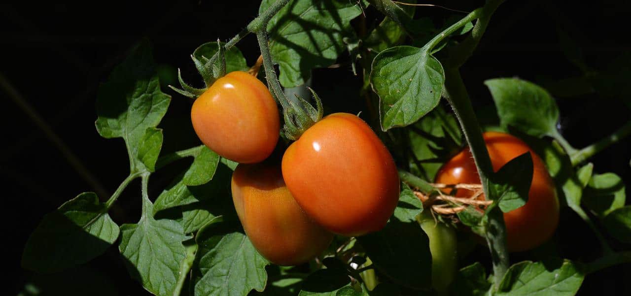 How To Grow Cherry Roma Tomatoes