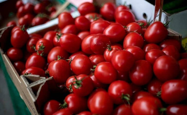 Cherry Red Tomatoes