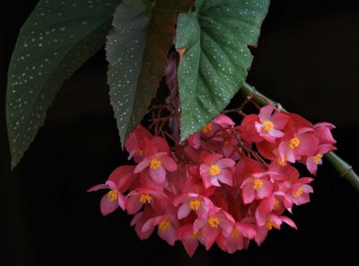 How to Grow Angel Wing Begonia Indoors – Tips and Tricks