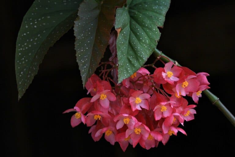 How to Grow Angel Wing Begonia Indoors – Tips and Tricks