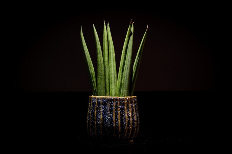 How To Separate Snake Plants