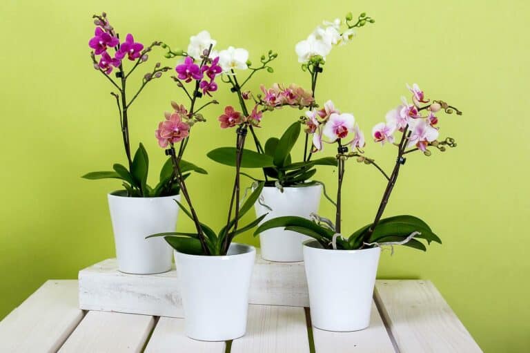 Why My Orchids Are Dying