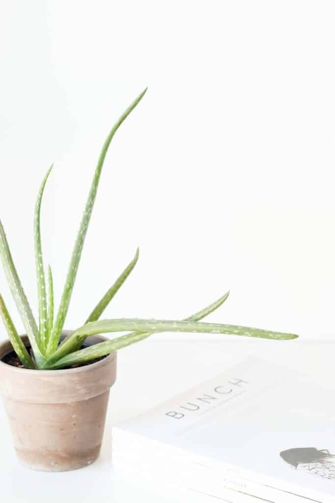 Aloe Vera - Benefits and Properties