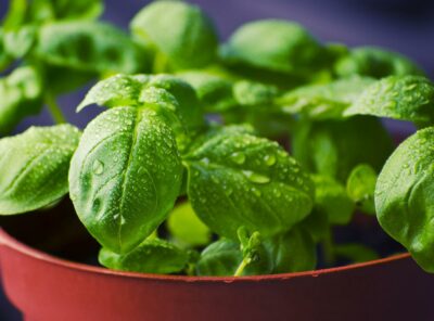 How To Harvest Basil Seeds