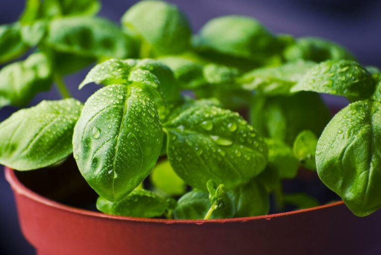 How To Harvest Basil Seeds